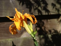 /album/dimitri-gazan/juli-2015-garden-03-jpg/